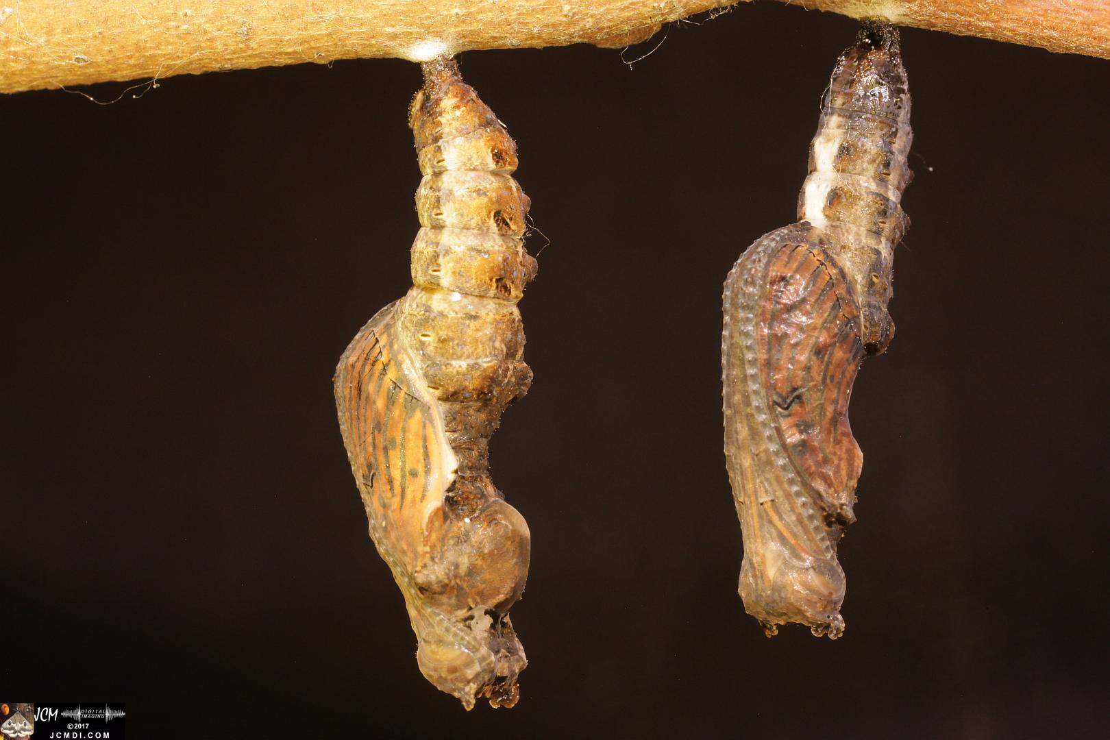 Gulf Fritillary butterfly pupa about to emerge, extreme macro, from the 4K video 